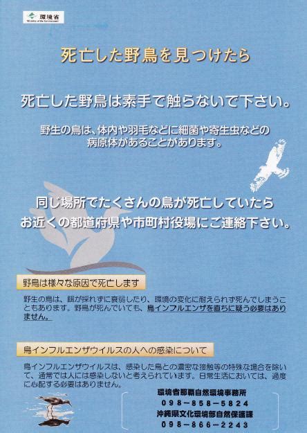 鳥死亡|死亡した野鳥を見つけたら